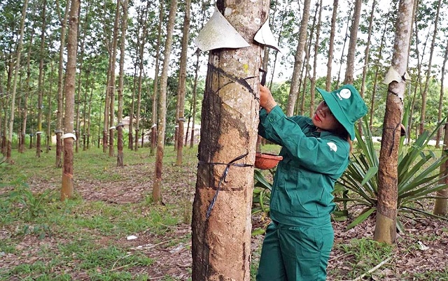 Công ty con chia cổ tức cao kỷ lục, GVR dự thu gần 200 tỷ 