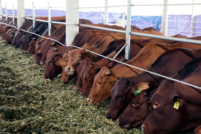 VLC rục rịch chào bán 24 triệu cp để huy động vốn cho dự án bò thịt