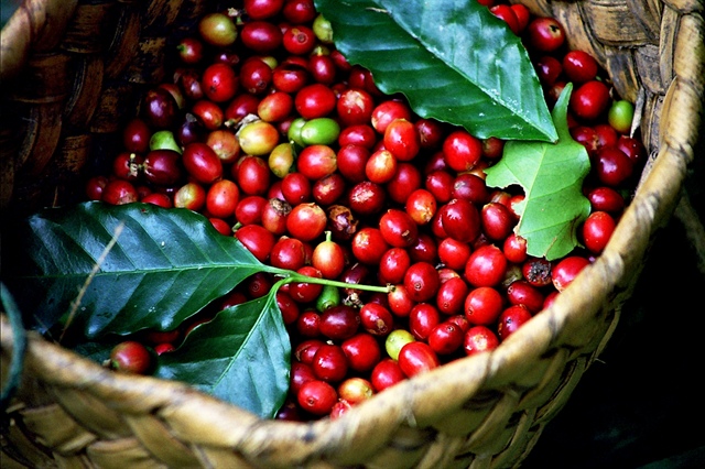 Cà phê Thuận An lần đầu chia cổ tức tỷ lệ 12.8% bằng tiền