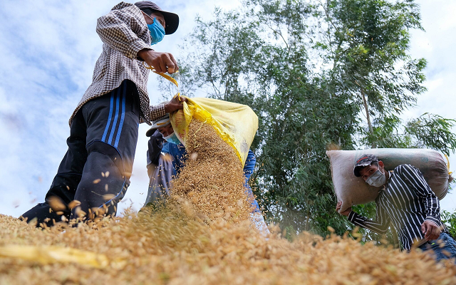 Xuất khẩu gạo “gặt” con số khủng, doanh nghiệp gạo “nhặt” từng đồng lãi