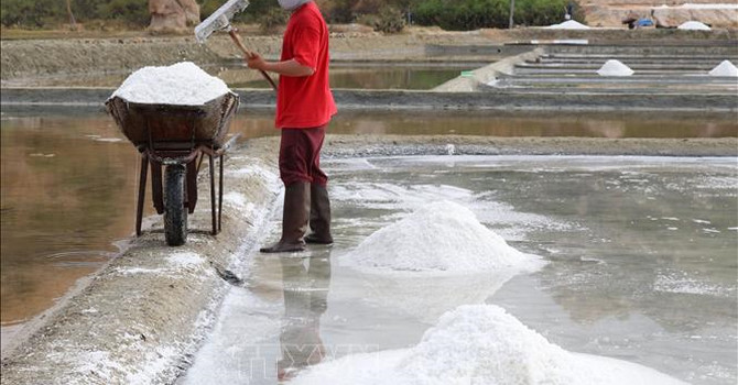 Muối được mùa, được giá ở Ninh Thuận
