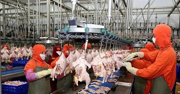 Chi hàng tỷ USD nhập khẩu thịt trong khi gà, lợn trong nước vừa rẻ vừa ế