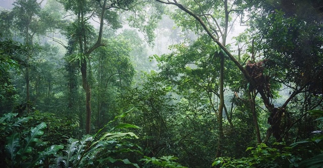 Cục Lâm nghiệp: Sắp đàm phán, ký thêm thoả thuận bán tín chỉ carbon rừng
