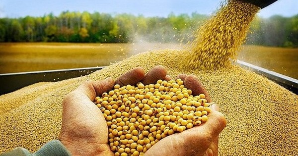Doanh nghiệp chăn nuôi cần làm gì khi nguồn cung đậu tương từ Mỹ bị thu hẹp?