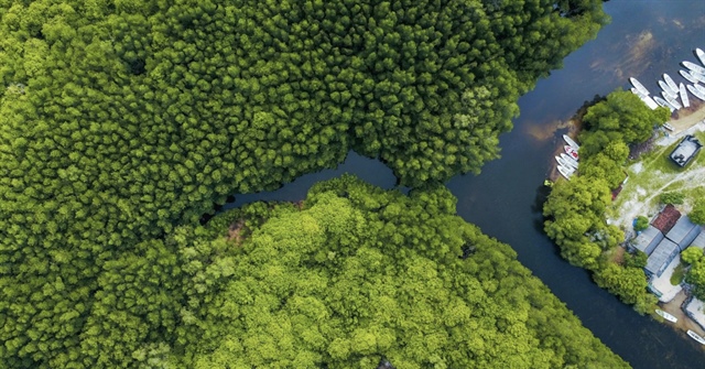 Nguồn lợi vô tận từ khai thác tín chỉ carbon rừng ngập mặn